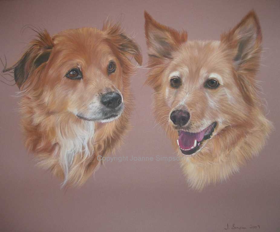 Double crossbreed pet portrait by Joanne Simpson.